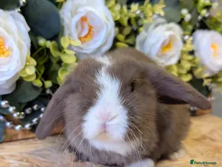 Mini Lop rabbits ❤️Stunning mini lop babies❤️ - Advert 11