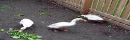Ducks poultry for sale: Trio year old Indian runner ducks  in Malton - Advert 2
