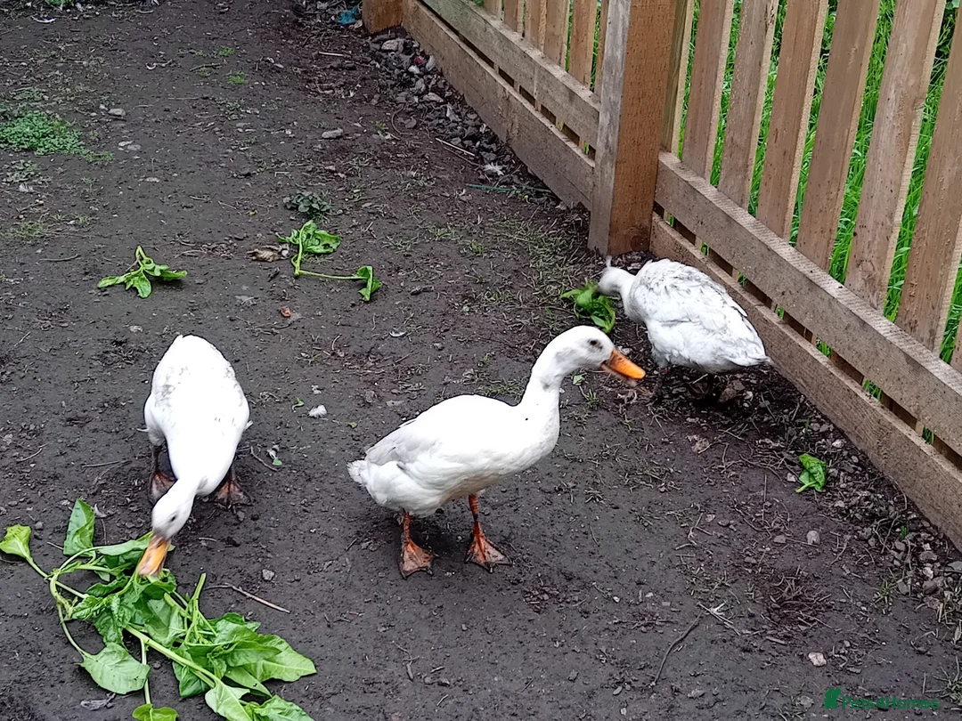 Ducks poultry for sale: Trio year old Indian runner ducks  in Malton - Advert 2