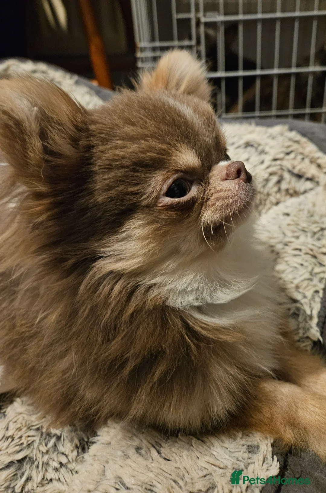 Chihuahua dogs for stud: KC Registered Lilac chihuahua boy at stud  - Advert 4