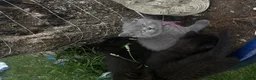 British Shorthair cats for sale: Exceptional BritishShorthair Kittens  - Advert 33