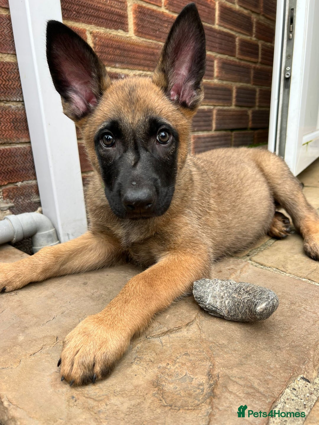 Mixed Breed dogs for sale: Czech shepherd x Belgium malinois - Image 25