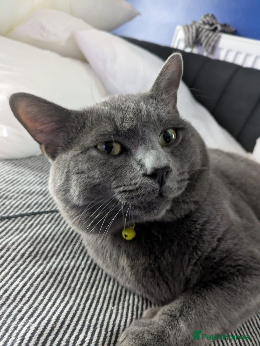 Mixed Breed cats for sale: 16 month old male cat - Image 2