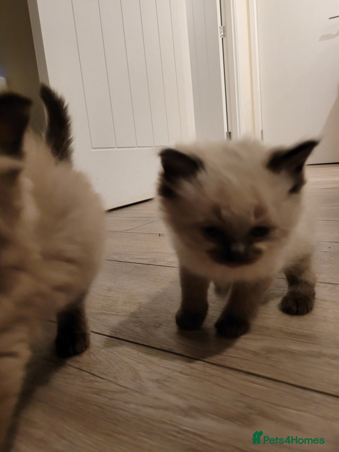 Ragdoll cats for sale: Super cute Ragdoll Kittens, Mink Seal Point  - Advert 4