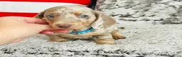 Miniature Dachshund dogs for sale: Beautiful miniature dachshund puppies - Advert 30
