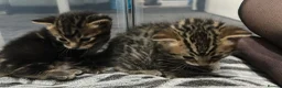Bengal cats for sale: 5 mixed bengal kittens - Advert 16