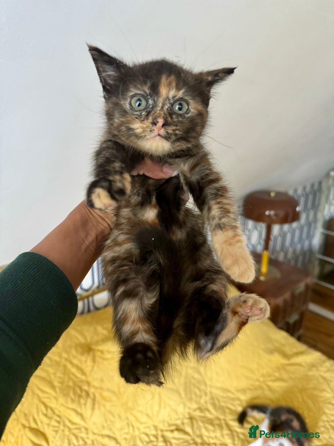 British Shorthair cats for sale: Pure British Shorthair Kittens Ready Now! - Image 14
