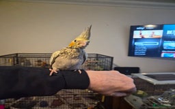 Cockatiels birds for sale: Handreared cockatiel  - Advert 1