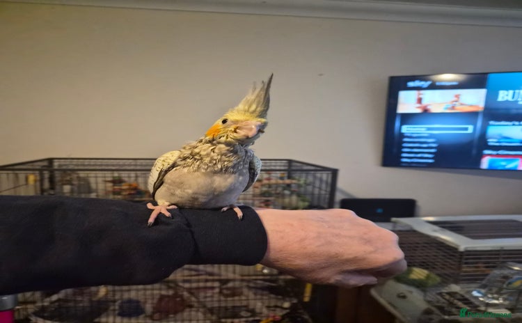 Cockatiels birds Handreared cockatiel  - Advert 5