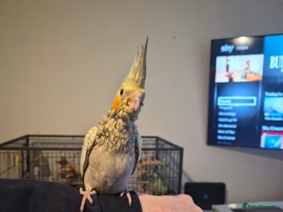 Cockatiels birds Handreared cockatiel - Advert 1