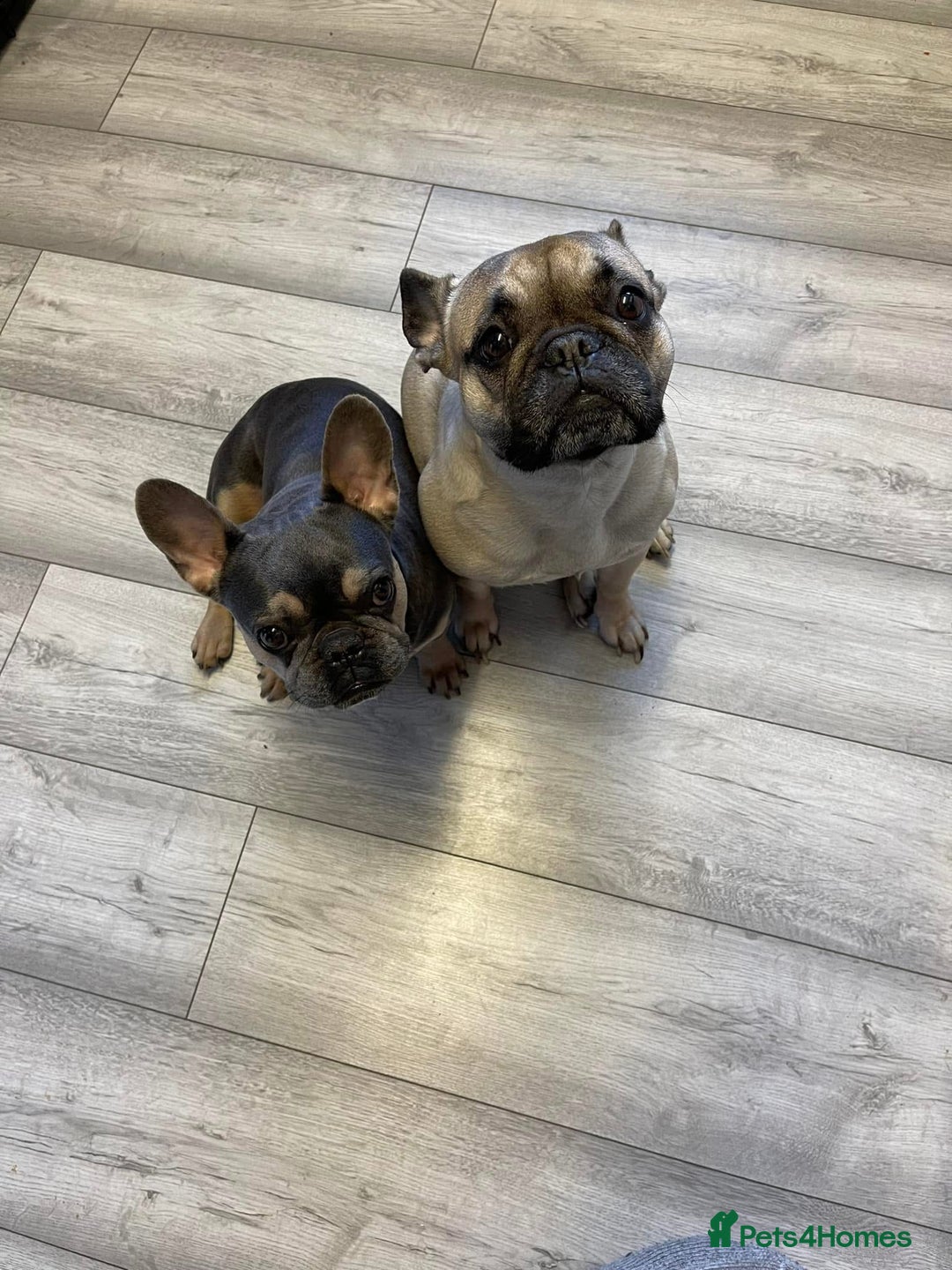 French Bulldog dogs for sale: Doris  - Advert 2