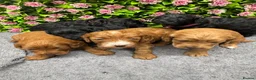Cockapoo dogs for sale: Beautiful Loving Cockerpoo’s in London - Advert 27