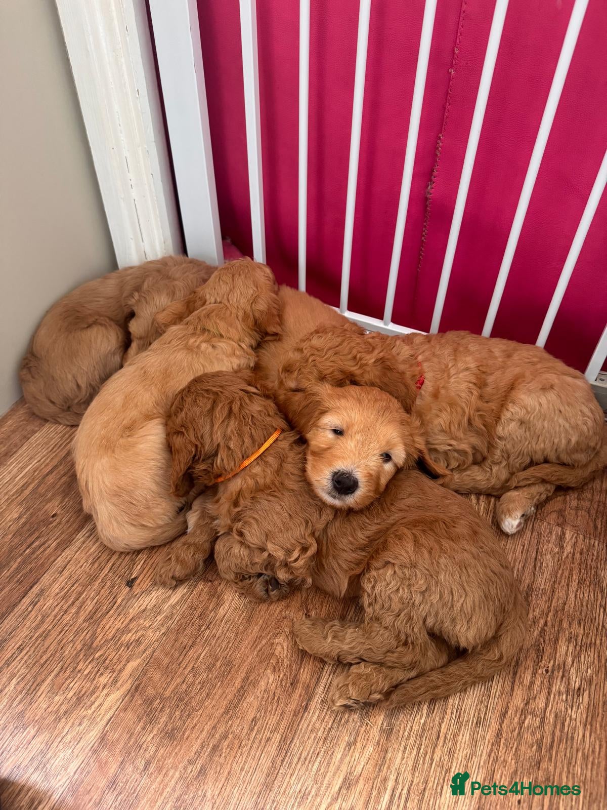 Mixed Breed dogs for sale: Adorable Australian fleece/wool Labradoodles - Advert 10