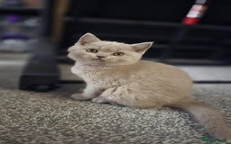 British Shorthair cats for sale: Top Quality GCCF British Shorthair Kittens!  - Image 15