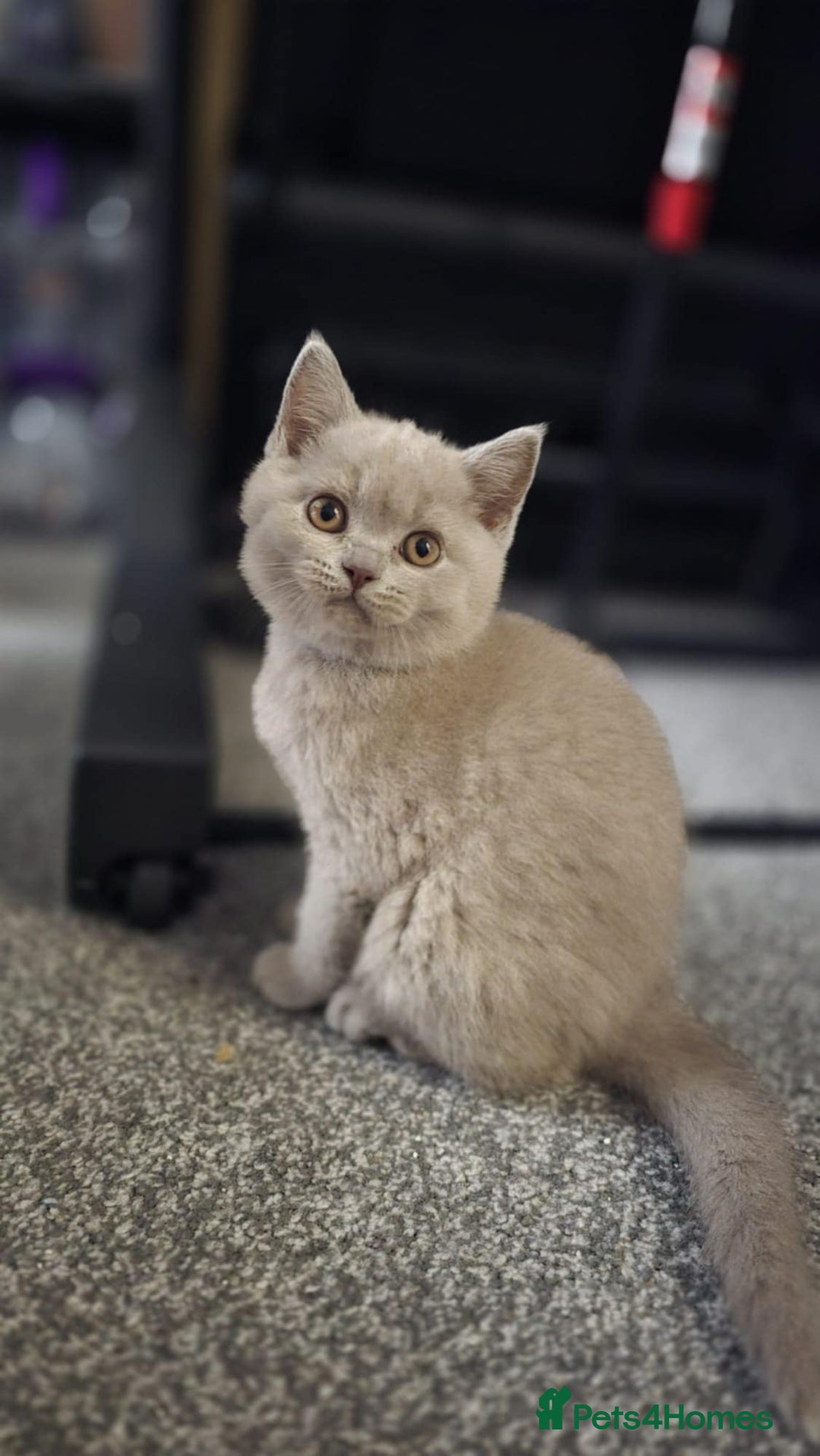 British Shorthair cats for sale: Top Quality GCCF British Shorthair Kittens!  - Image 15