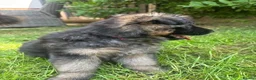 German Shepherd dogs for sale: Stunning GSD working line puppies  - Advert 11