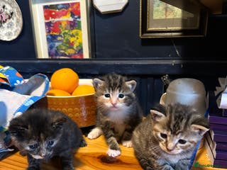 Mixed Breed cats X 3 Mixed tabby kittens - Advert 21