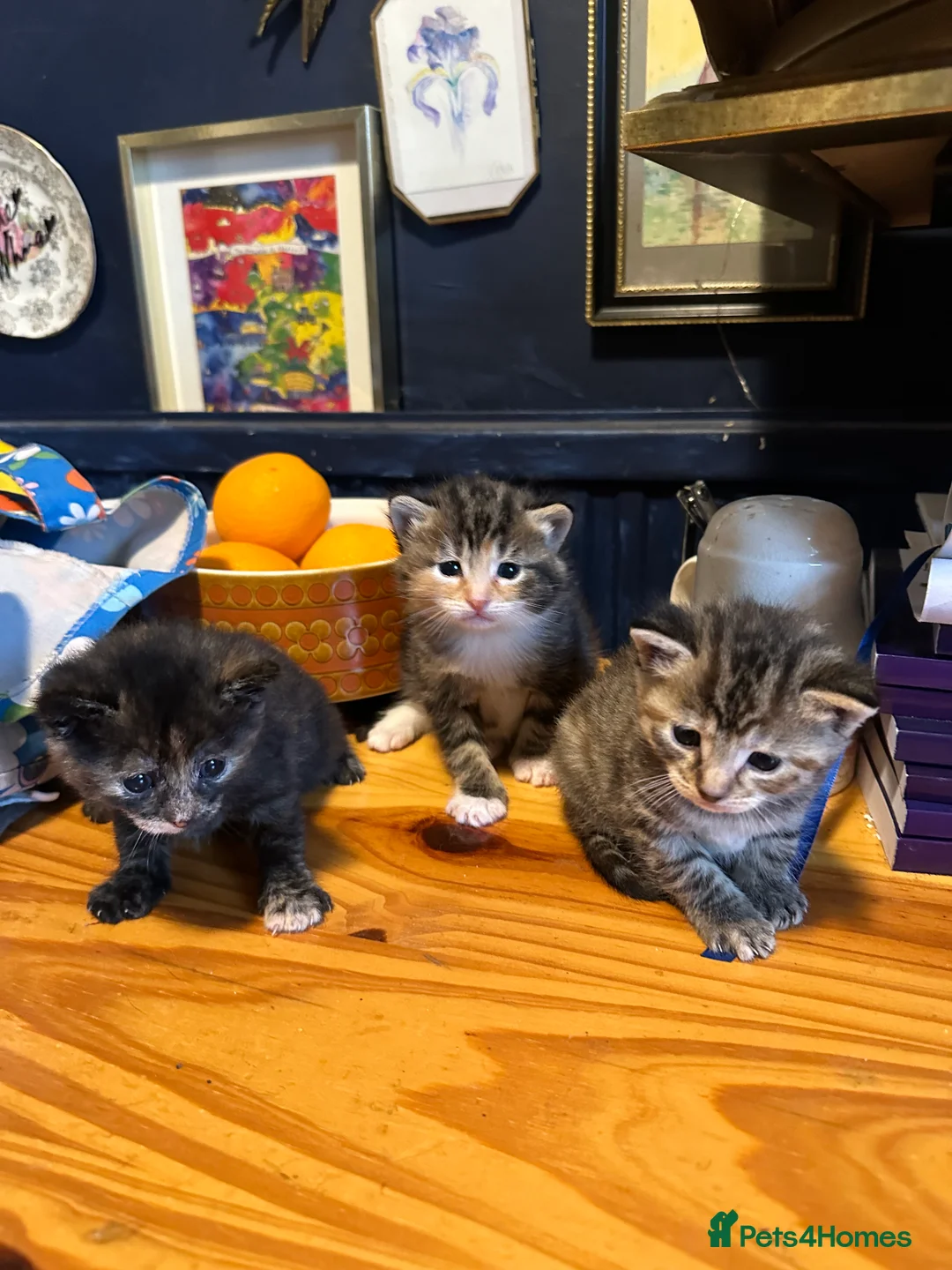 Mixed Breed cats for sale: X 3 Mixed tabby kittens - Advert 1