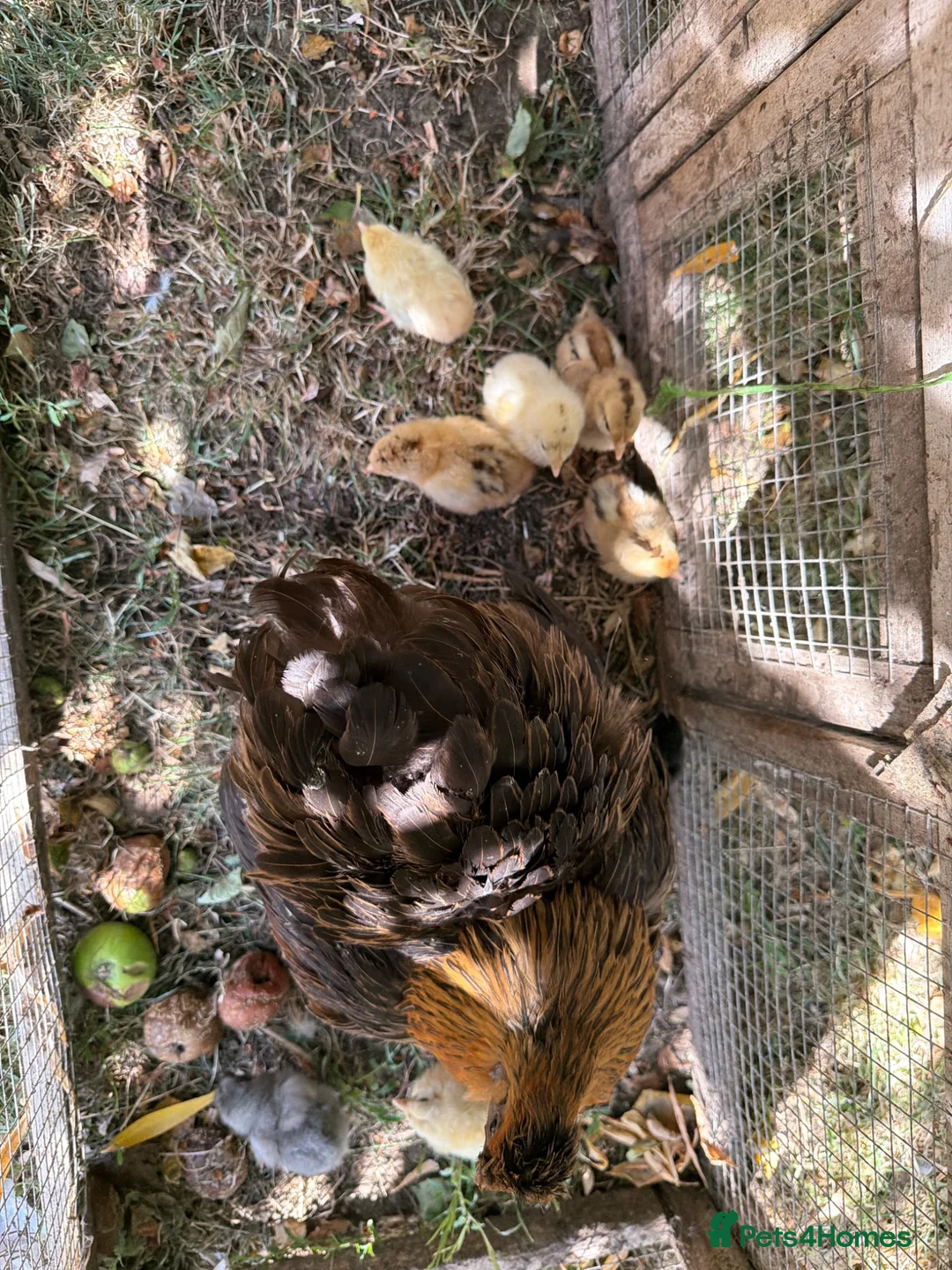 Mixed Breed poultry for sale: Mixed chicks for sales  - Advert 2