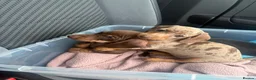 Miniature Dachshund dogs for sale: READY TO GO ! Miniature smooth haired dachshund - Advert 9