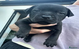 Staffordshire Bull Terrier dogs for sale: 🔥 Stunning Staffordshire Bull Terriers 🔥 - Image 8