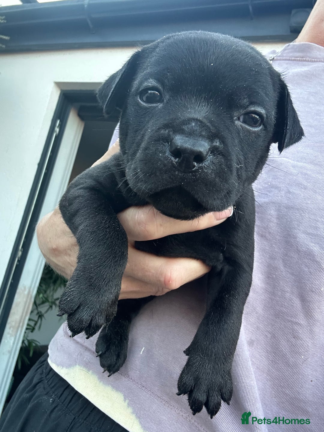 Staffordshire Bull Terrier dogs for sale: 🔥 Stunning Staffordshire Bull Terriers 🔥 - Image 8