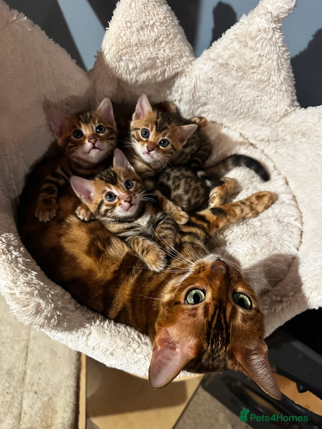 Bengal cats for sale: TICA Bengal kittens available!  - Advert 2