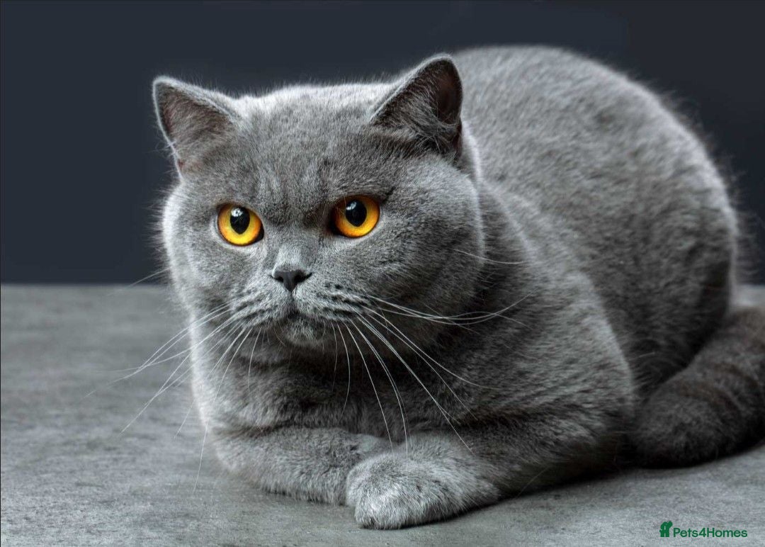 British Shorthair cats Grey British shorthaur - Advert 1