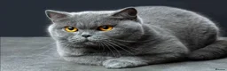 British Shorthair cats for sale: Grey British shorthaur in Manchester - Advert 1
