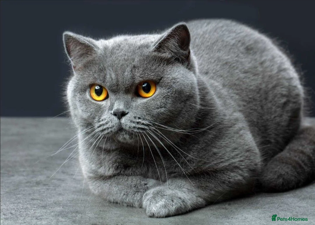 British Shorthair cats for sale: Grey British shorthaur in Manchester - Advert 1