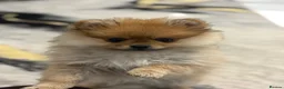 Pomeranian dogs for sale: Beautiful Miniature Pomeranian  - Advert 14