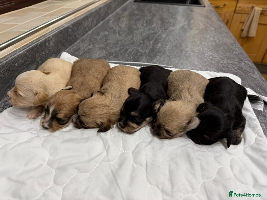 Havanese dogs for sale: Fabulous Havanese Puppies - Advert 2