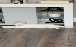 British Shorthair cats for sale: All white British short hair female cat  - Image 4