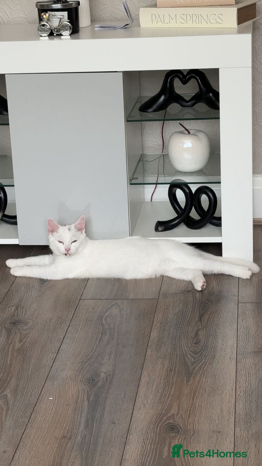 British Shorthair cats for sale: All white British short hair female cat  - Image 4
