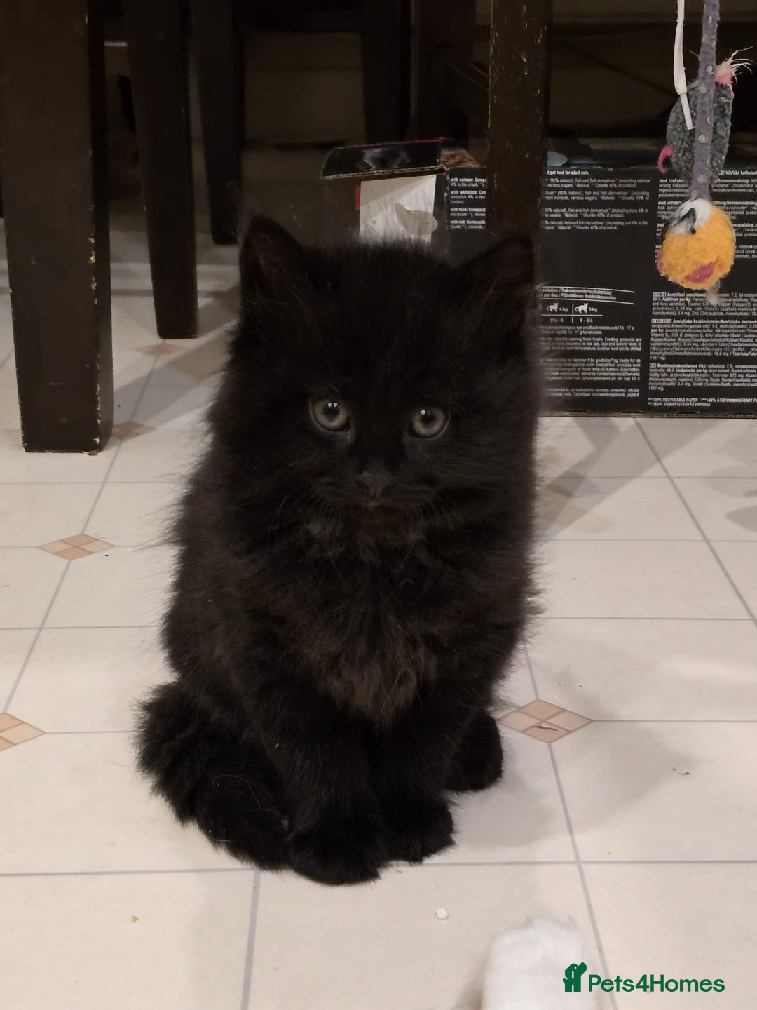 Mixed Breed cats for sale: ***Five Kittens For Sale*** - Advert 15