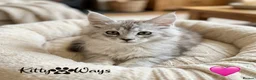 Maine Coon cats for sale: 🐾💠 *TICA REG* SILVER MAINE COON KITTENS 💠🐾 - Advert 7