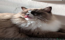 Ragdoll cats for sale: Beautiful Ragdoll Cats – Milo & Caramella - Advert 4