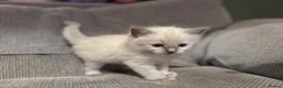 Ragdoll cats for sale: Three Stunning Blue Point Ragdoll Boys Available  - Advert 3