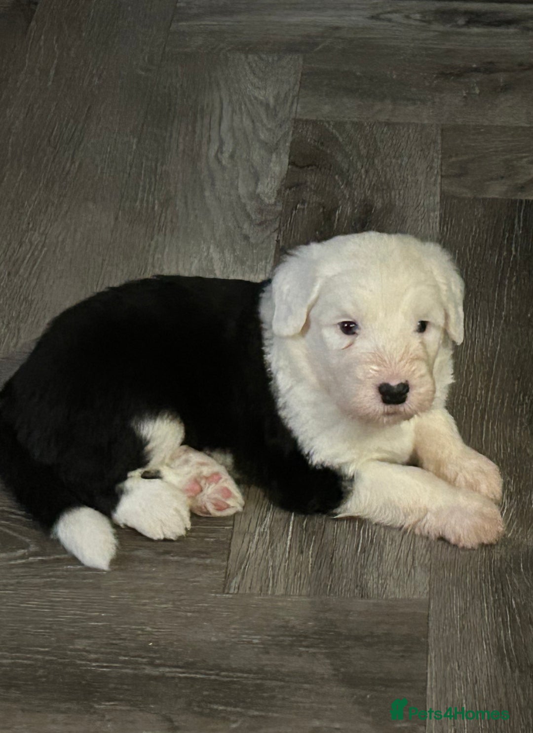Old English Sheepdog dogs for sale: Kennel Club Reg Old English Sheepdog Puppies - Image 17