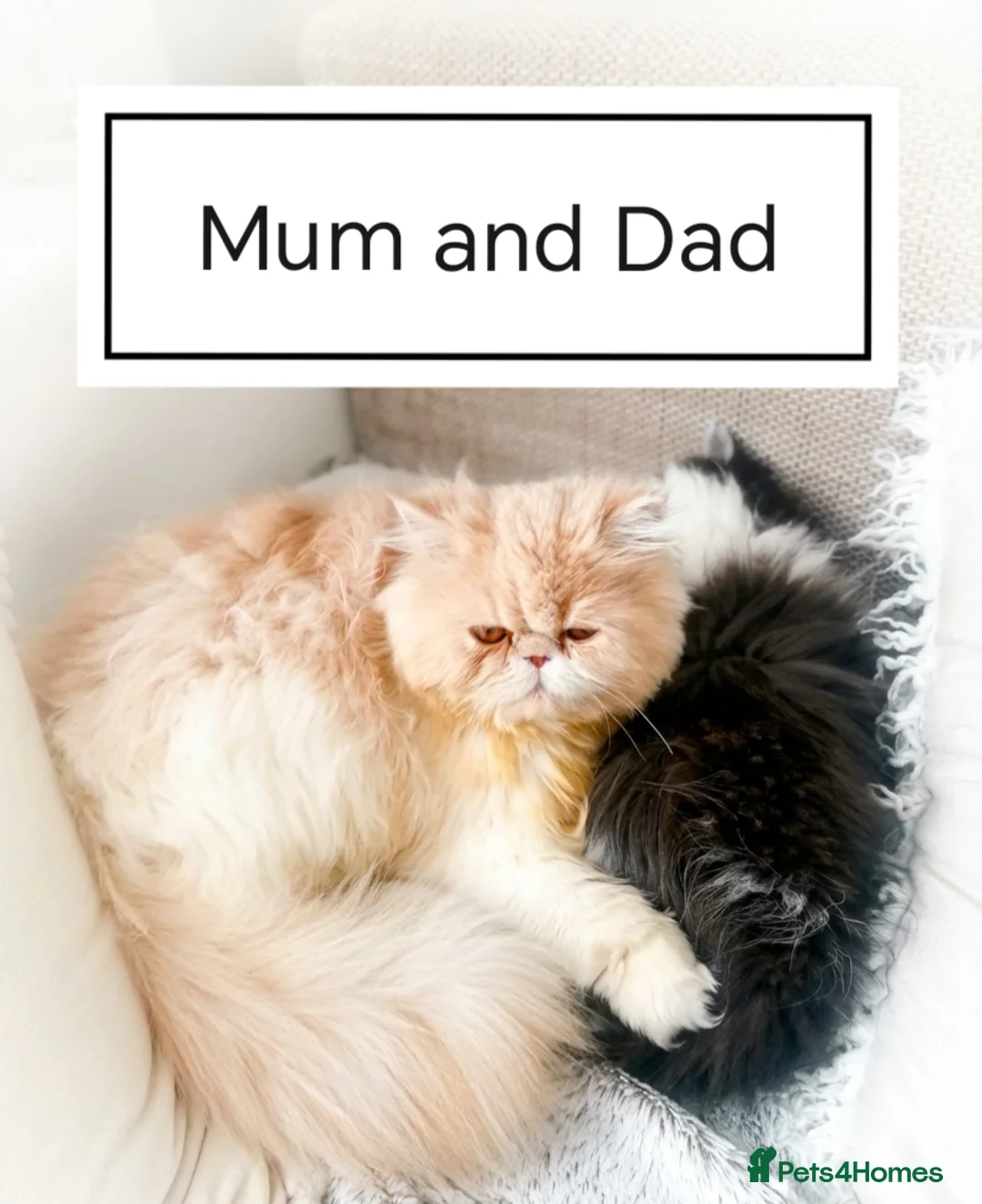 Persian cats for sale: Exotic Persian kittens  - Advert 11