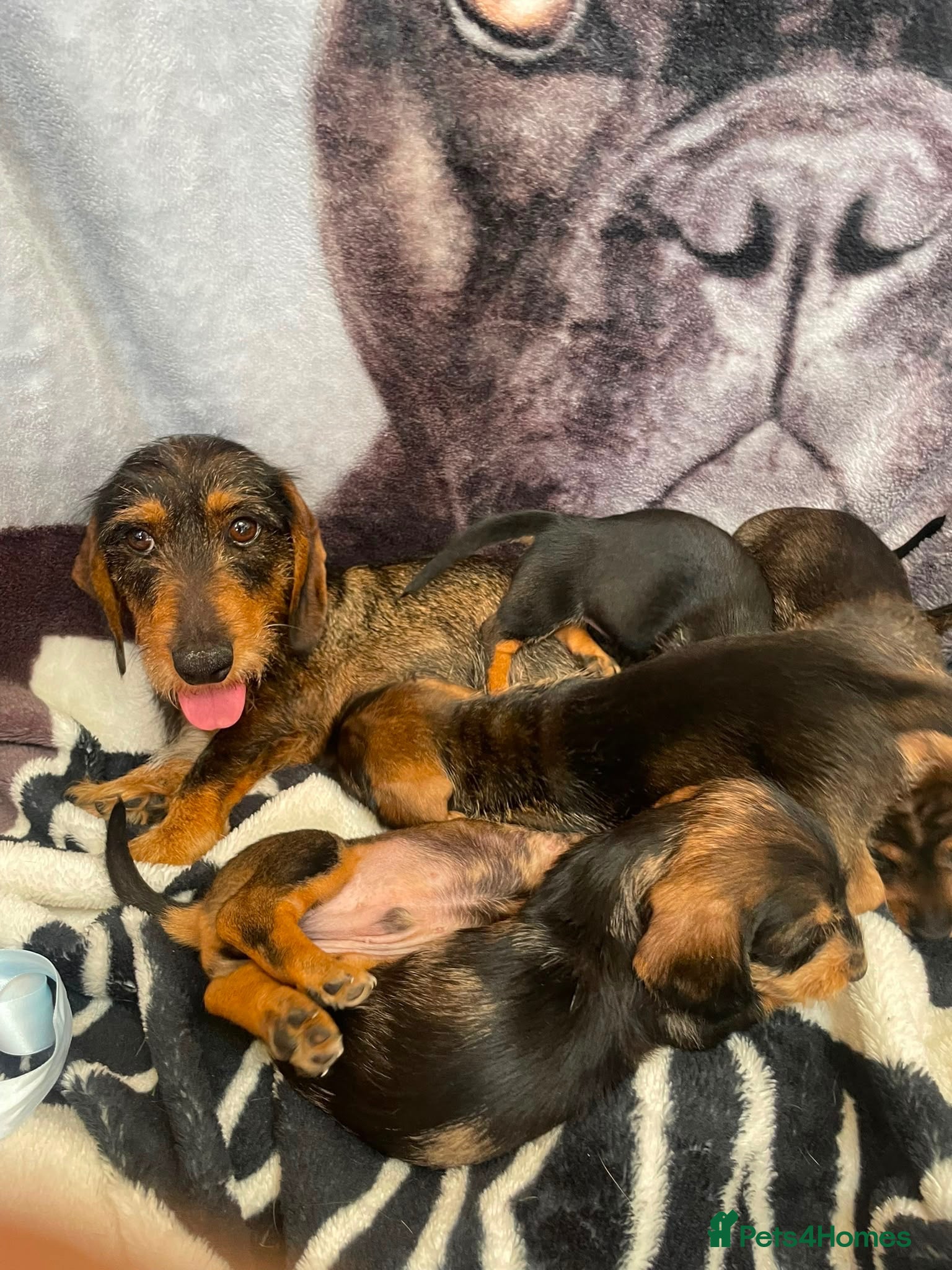 Dachshund dogs Wire hair dachshund - Advert 1