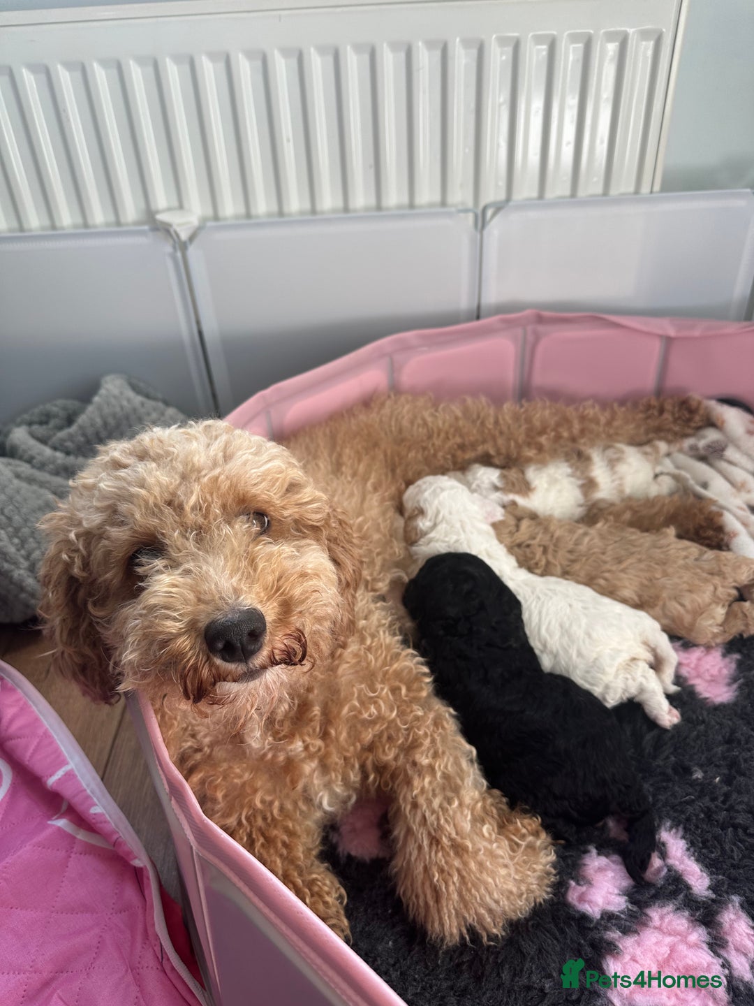 Cockapoo dogs for sale: F1BB Toy Cockapoo puppies - Image 24