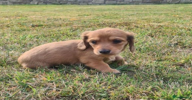 Miniature Dachshund dogs - Advert 10