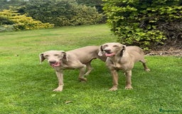 Weimaraner dogs for sale: Quality Weimaraner Puppies - Image 19