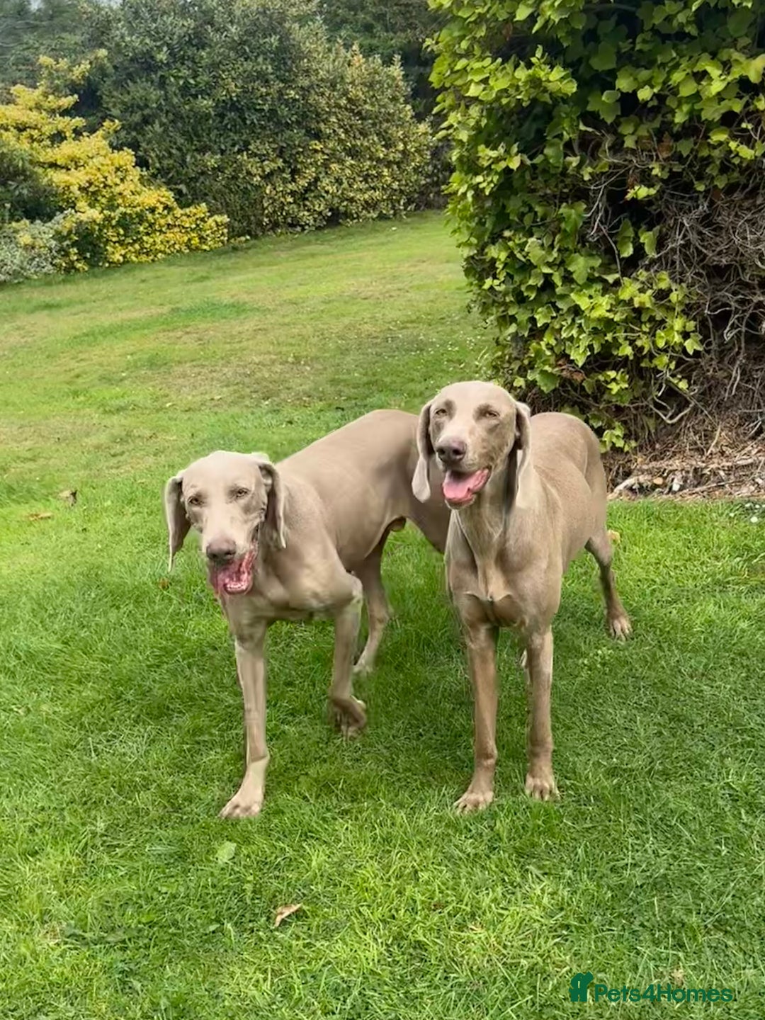 Weimaraner dogs for sale: Quality Weimaraner Puppies - Image 19