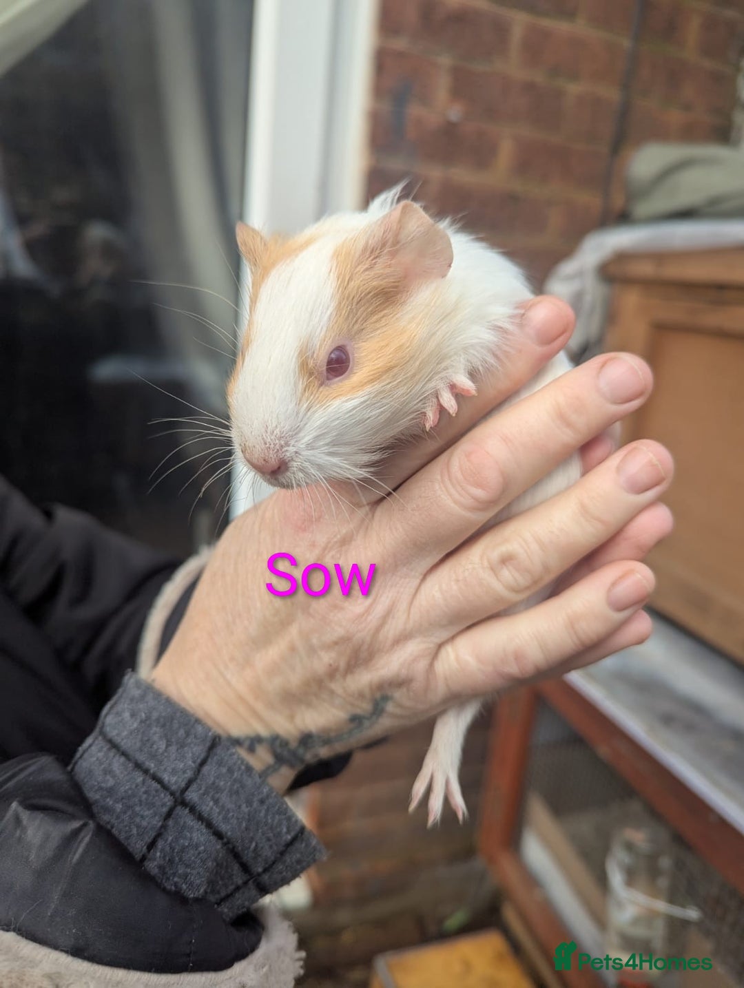 Guinea Pig rodents for sale: Beautiful Baby Guinea Pigs - Advert 9