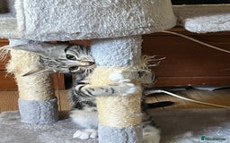 Maine Coon cats for sale: Adorable Kittens - Image 35