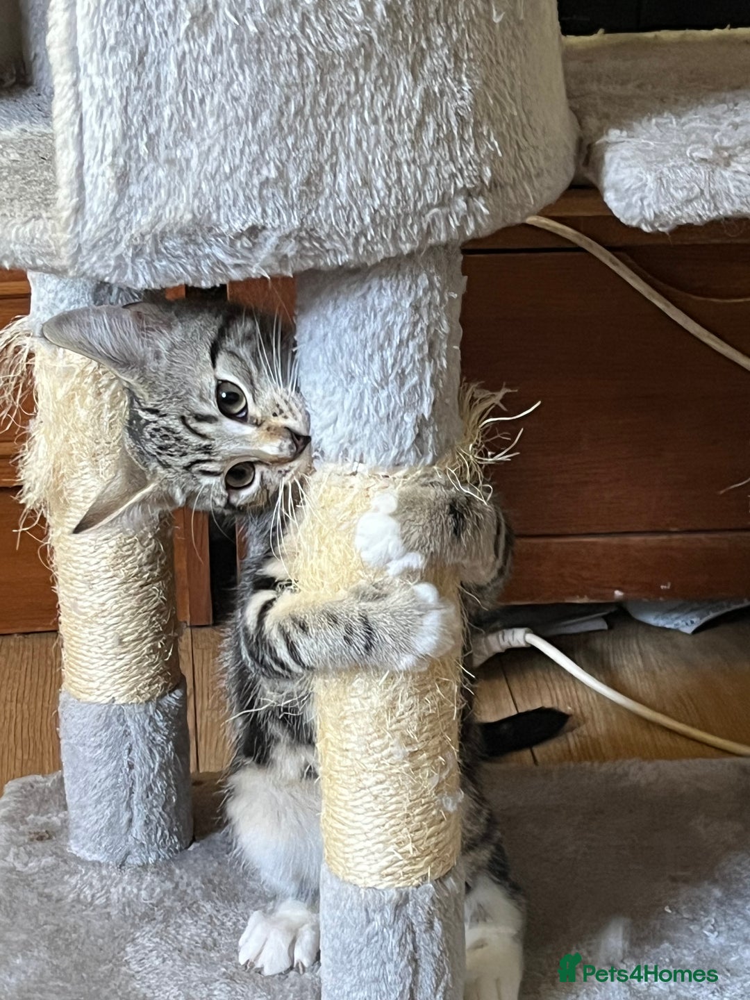 Maine Coon cats for sale: Adorable Kittens - Image 35