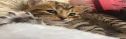 Mixed Breed cats for sale: 5 beautiful kittens for new homes - Advert 11
