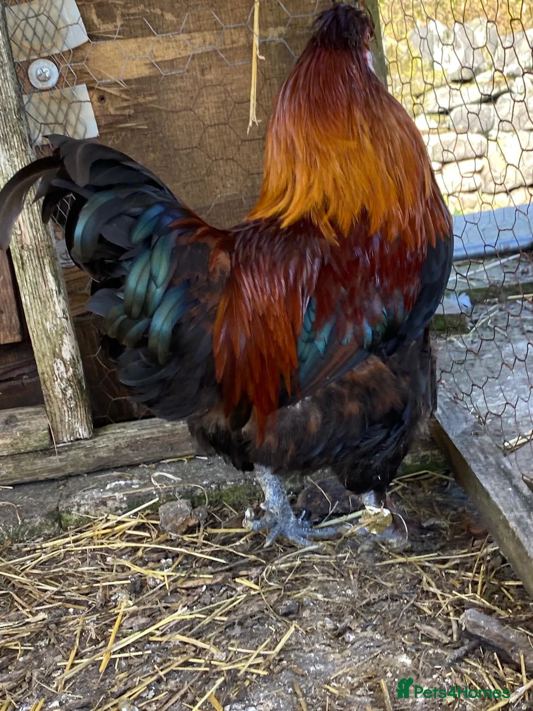 Chickens poultry for sale: Cocks in confinement due to crimes of passion - Advert 6